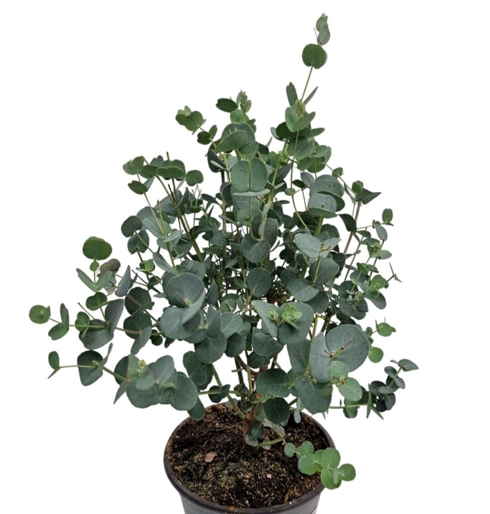 Eucalyptus gunnii 35cm