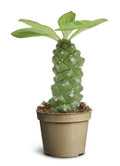 Wolfsmilch Euphorbia ritchiei