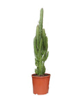 Euphorbia trigona 60cm Zimmerpflanze