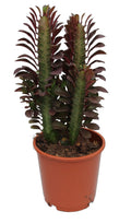 Wolfsmilch Euphorbia trigona