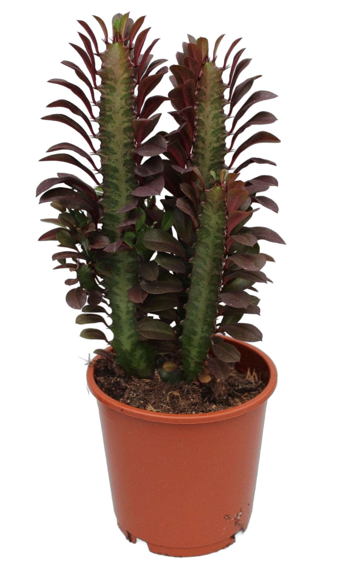 Wolfsmilch Euphorbia trigona
