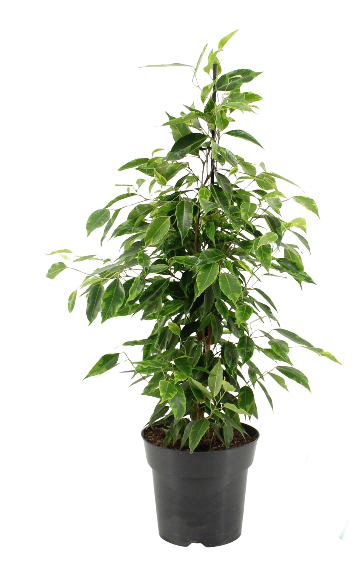 Ficus benjamina 70 cm XXL Zimmerpflanze
