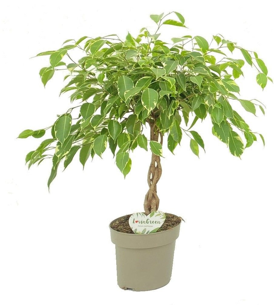Ficus benjamina Golden King 60cm