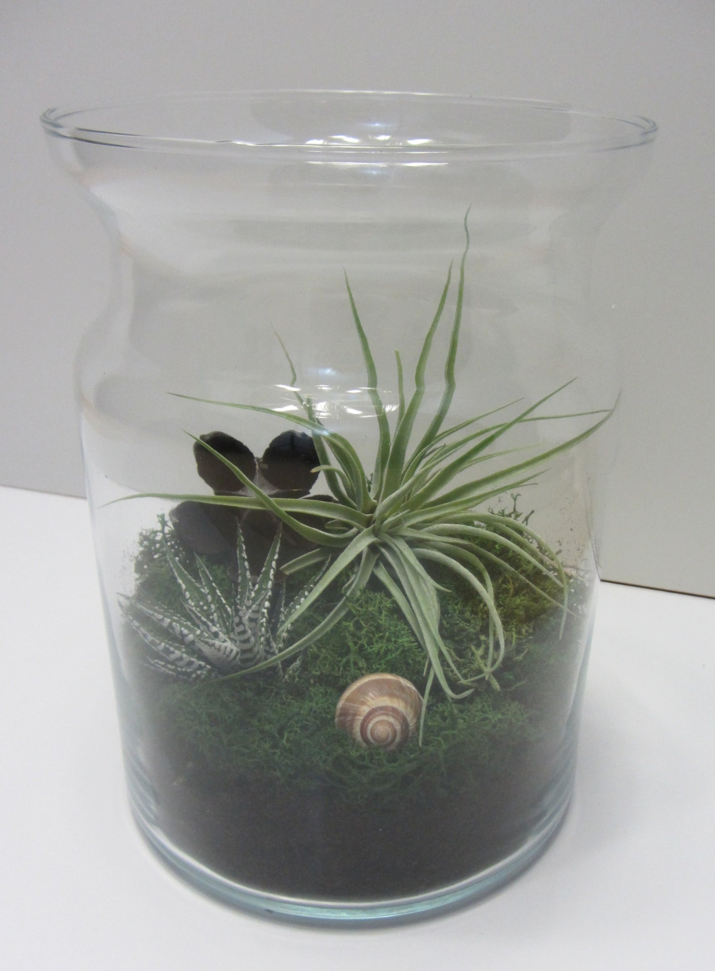Flaschengarten mit echten Pflanzen Maxi