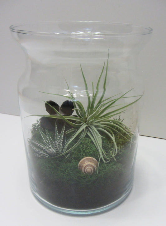 Flaschengarten mit echten Pflanzen Maxi