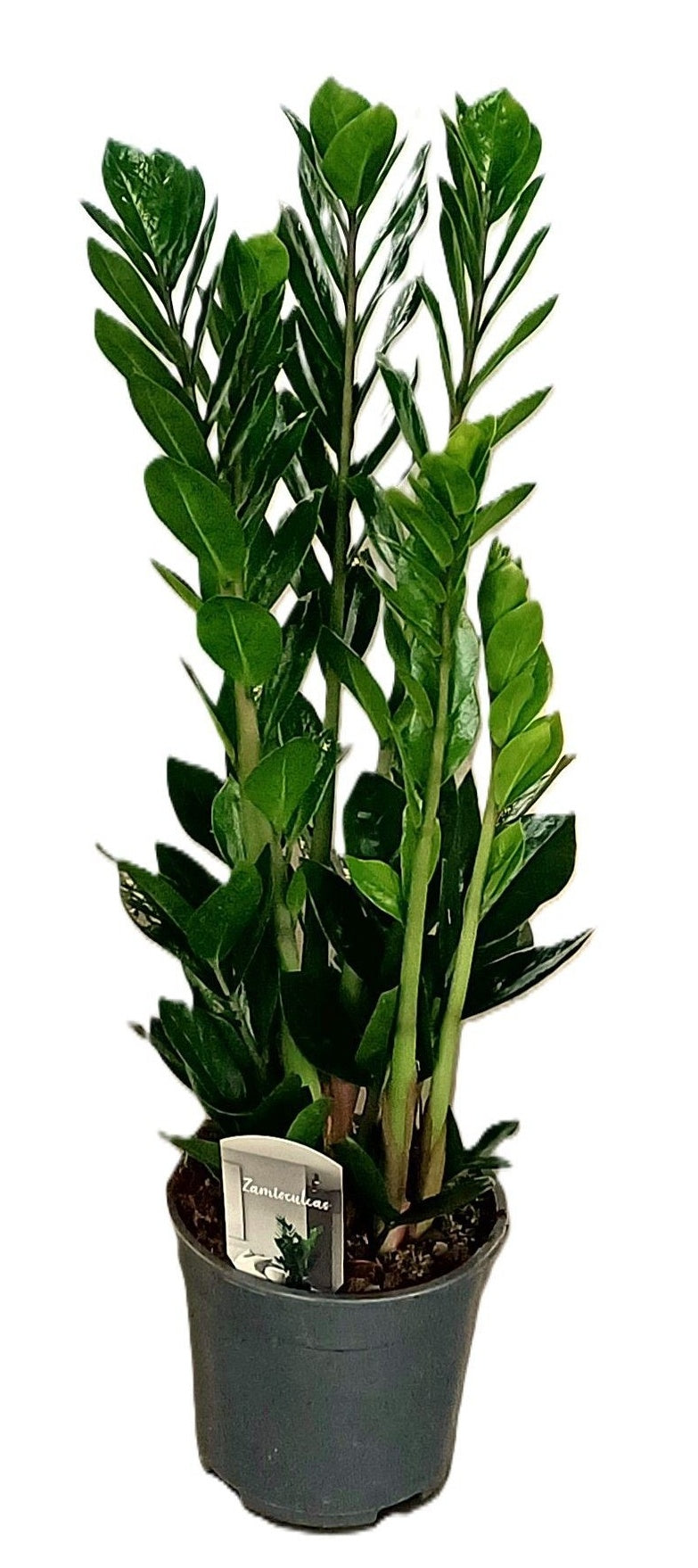 Glücksfeder Zamioculcas zamiifolia 85cm