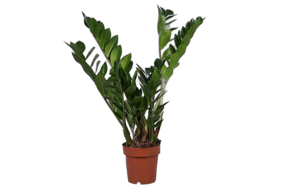 Glücksfeder Zamioculcas 50cm Zimmerpflanze