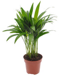 Goldfruchtpalme 55cm Dypsis lutescens