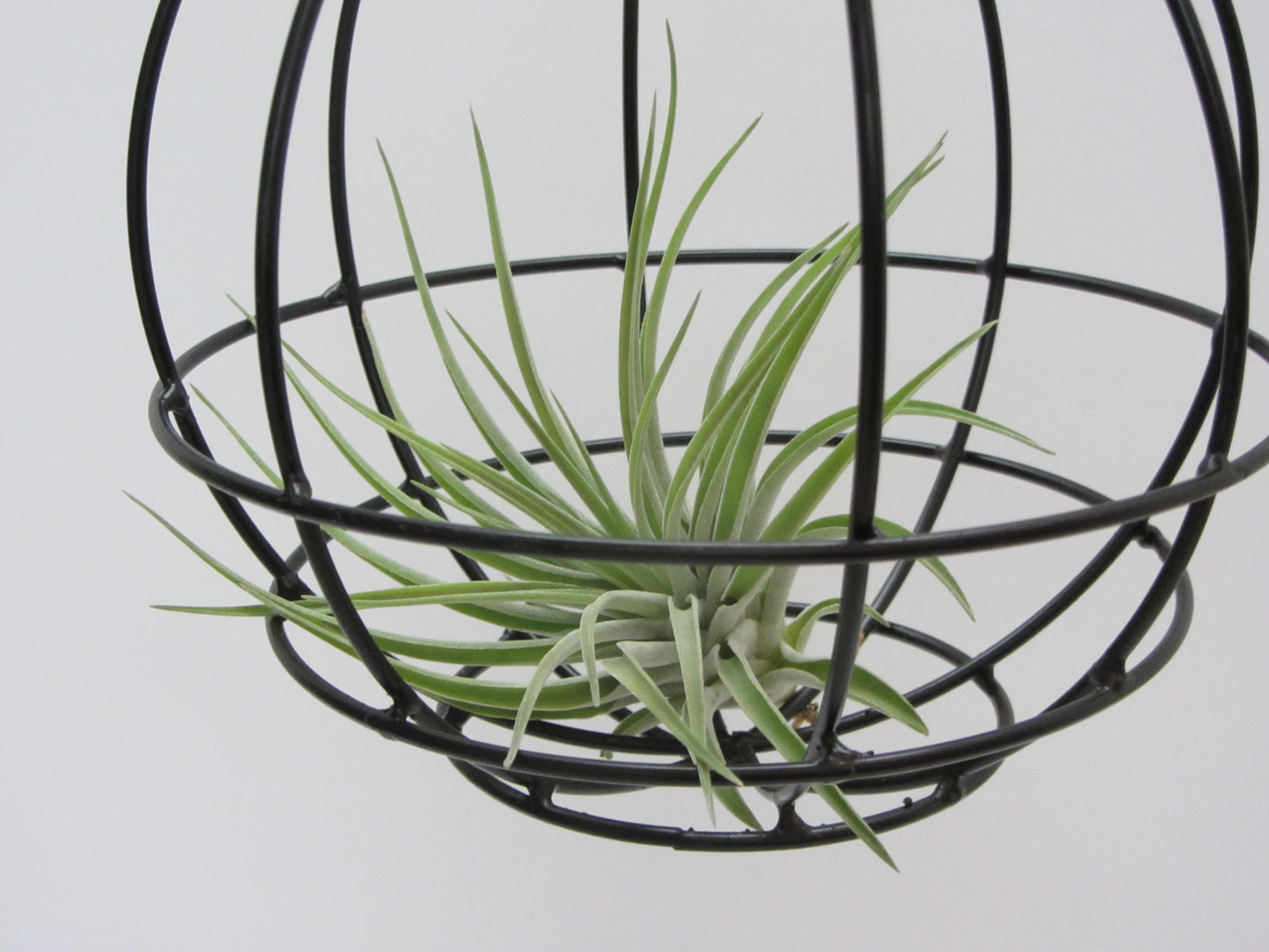 Hanging Ball mit Tillandsie Keine Kunstpflanze