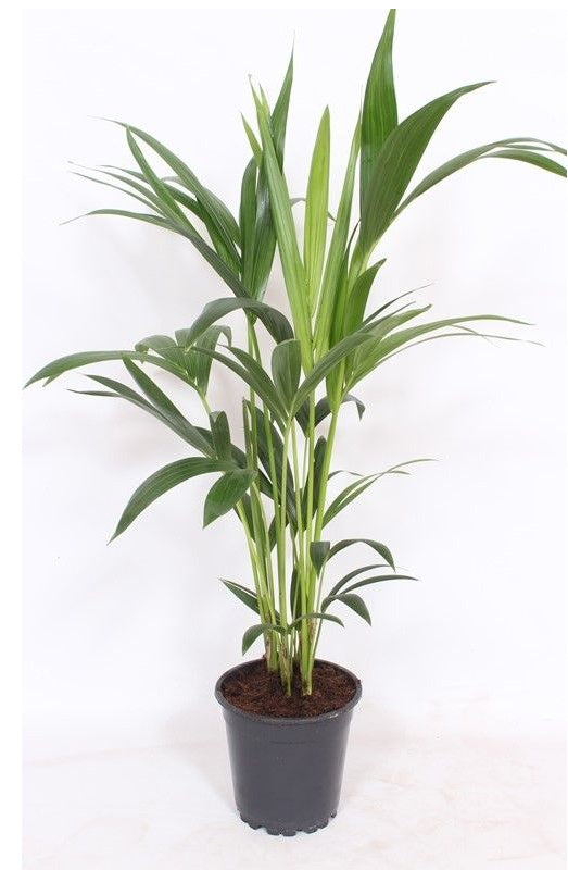 Palme Howea forsteriana Kentia 80cm