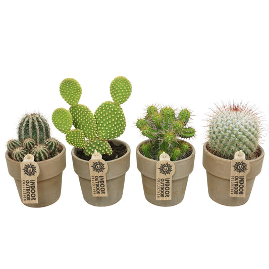 4 x Kakteen mit Übertopf