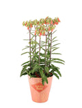 Kalanchoe Lucky Bells 40cm Rarität