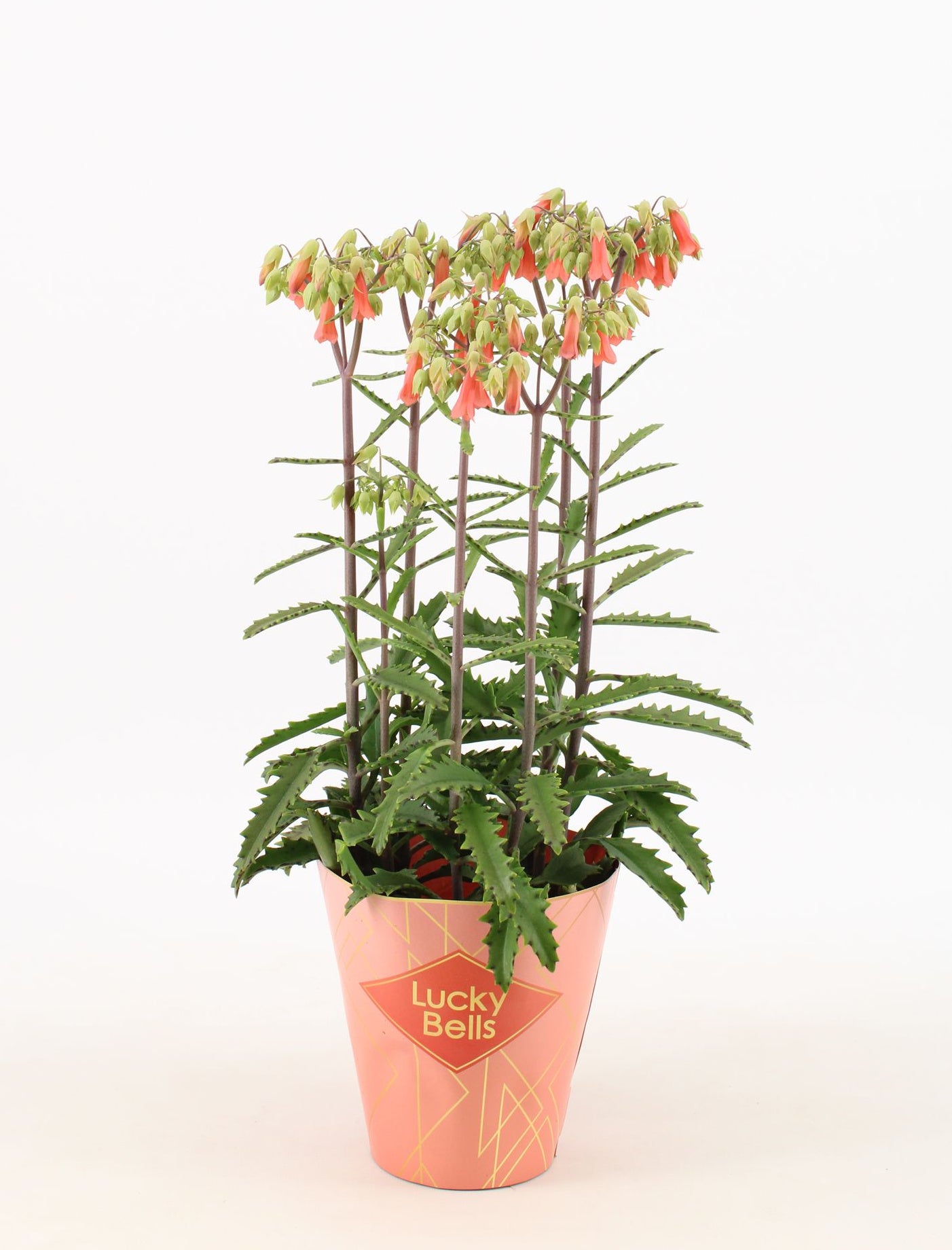 Kalanchoe Lucky Bells 40cm Rarität