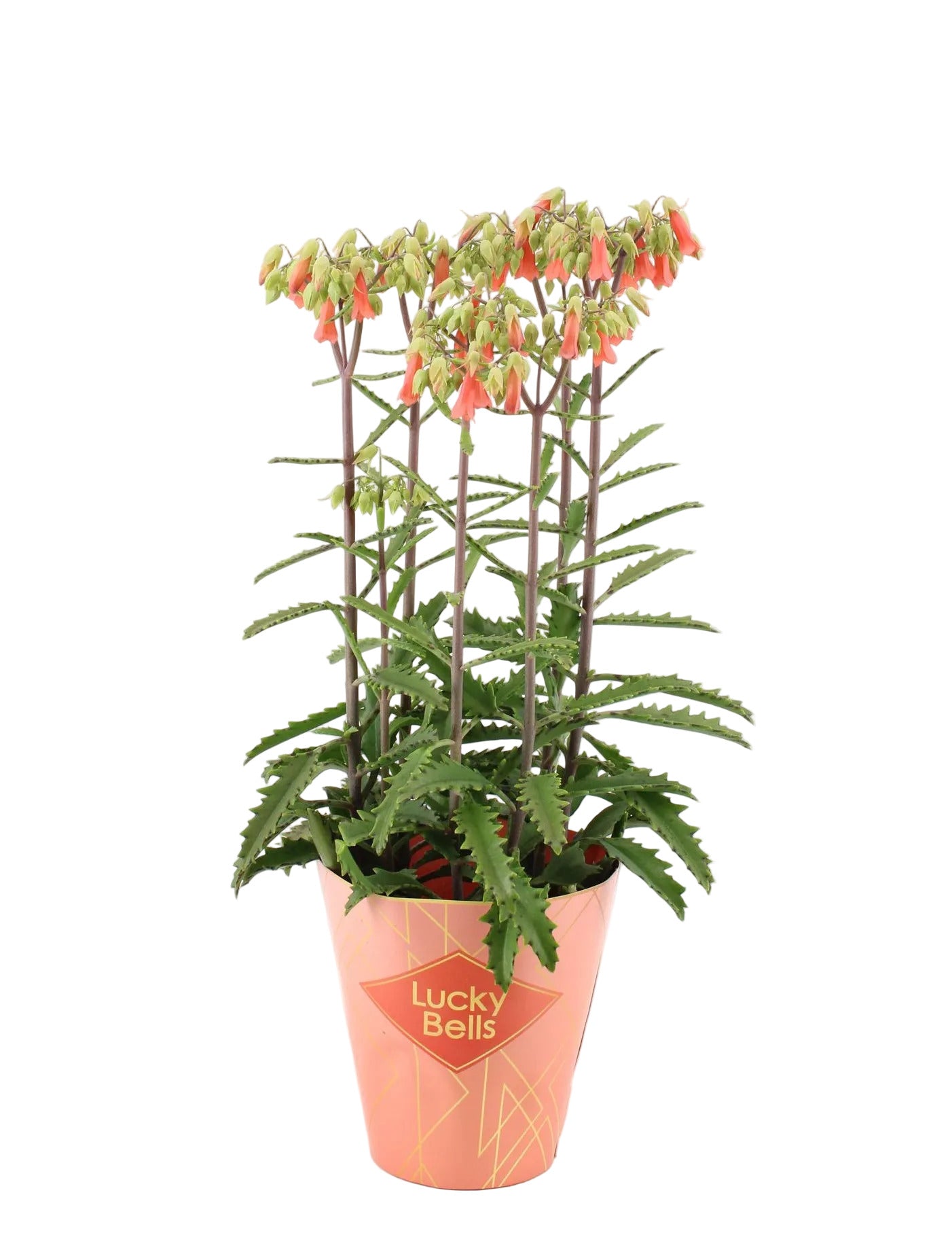 Kalanchoe Lucky Bells 40cm Rarität