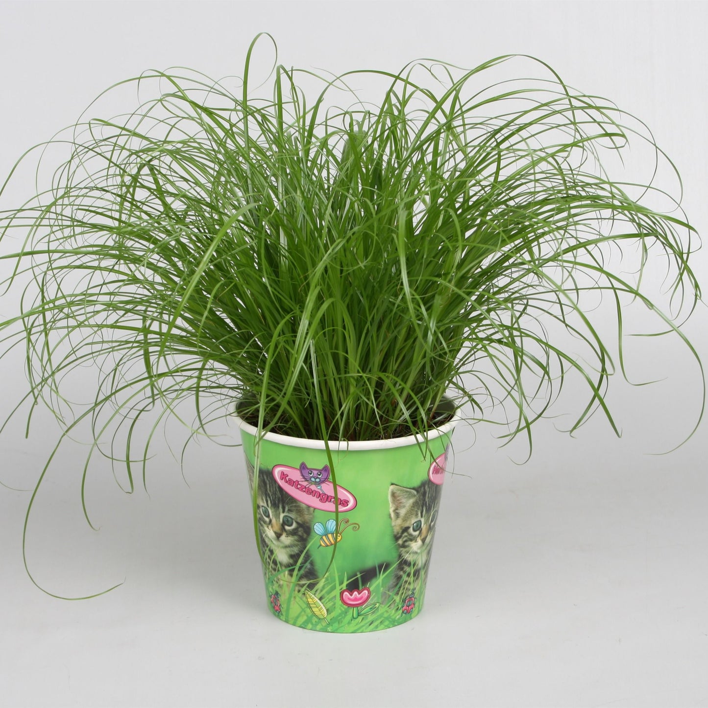 2 x Katzengras