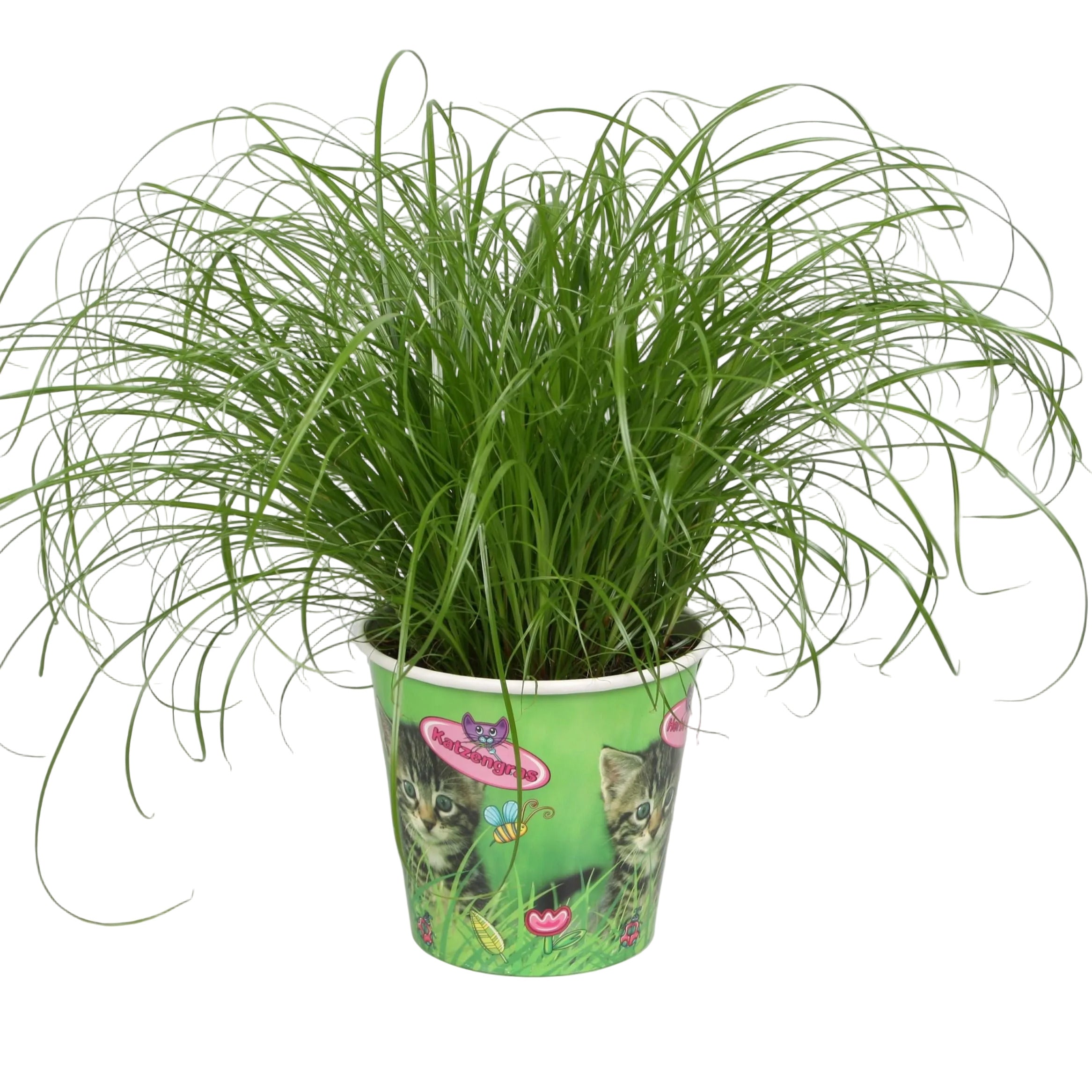2 x Katzengras