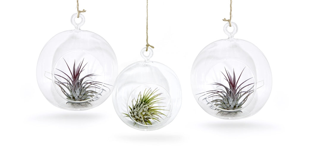 Glaskugel 3er Set mit echter Tillandsie