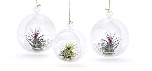 Glaskugel 3er Set mit echter Tillandsie