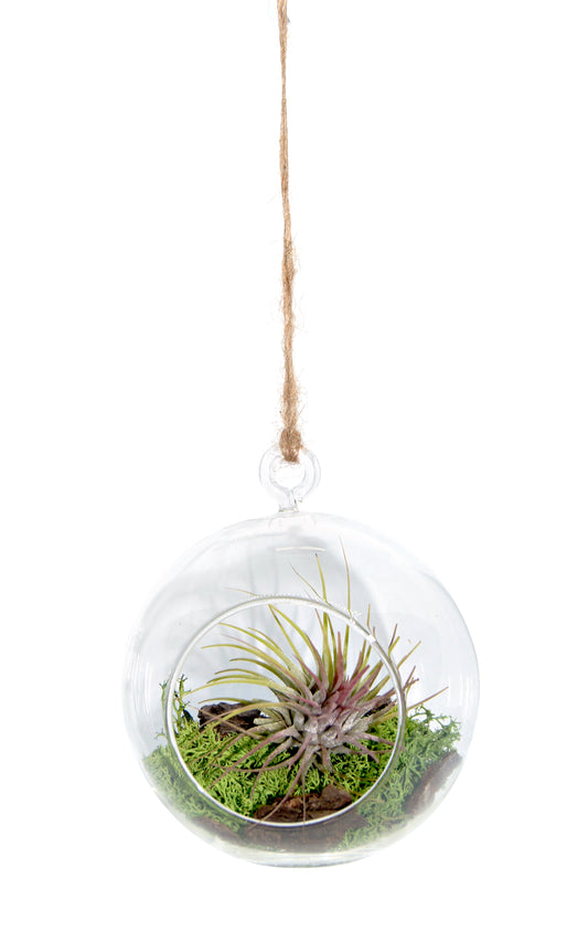 Miniaturgarten im Glas zum aufhängen 12cm "handmade"