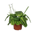 Maranta leuconeura Lemon Lime 1er 30cm
