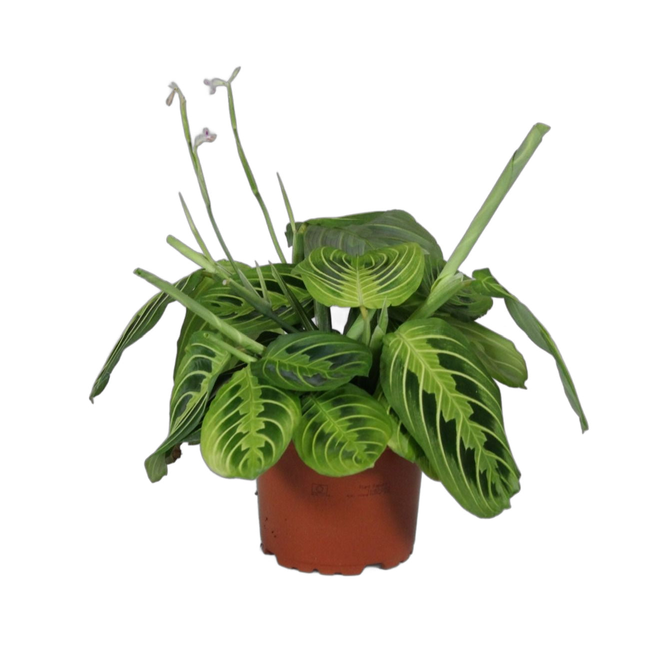 Maranta leuconeura Lemon Lime 1er 30cm