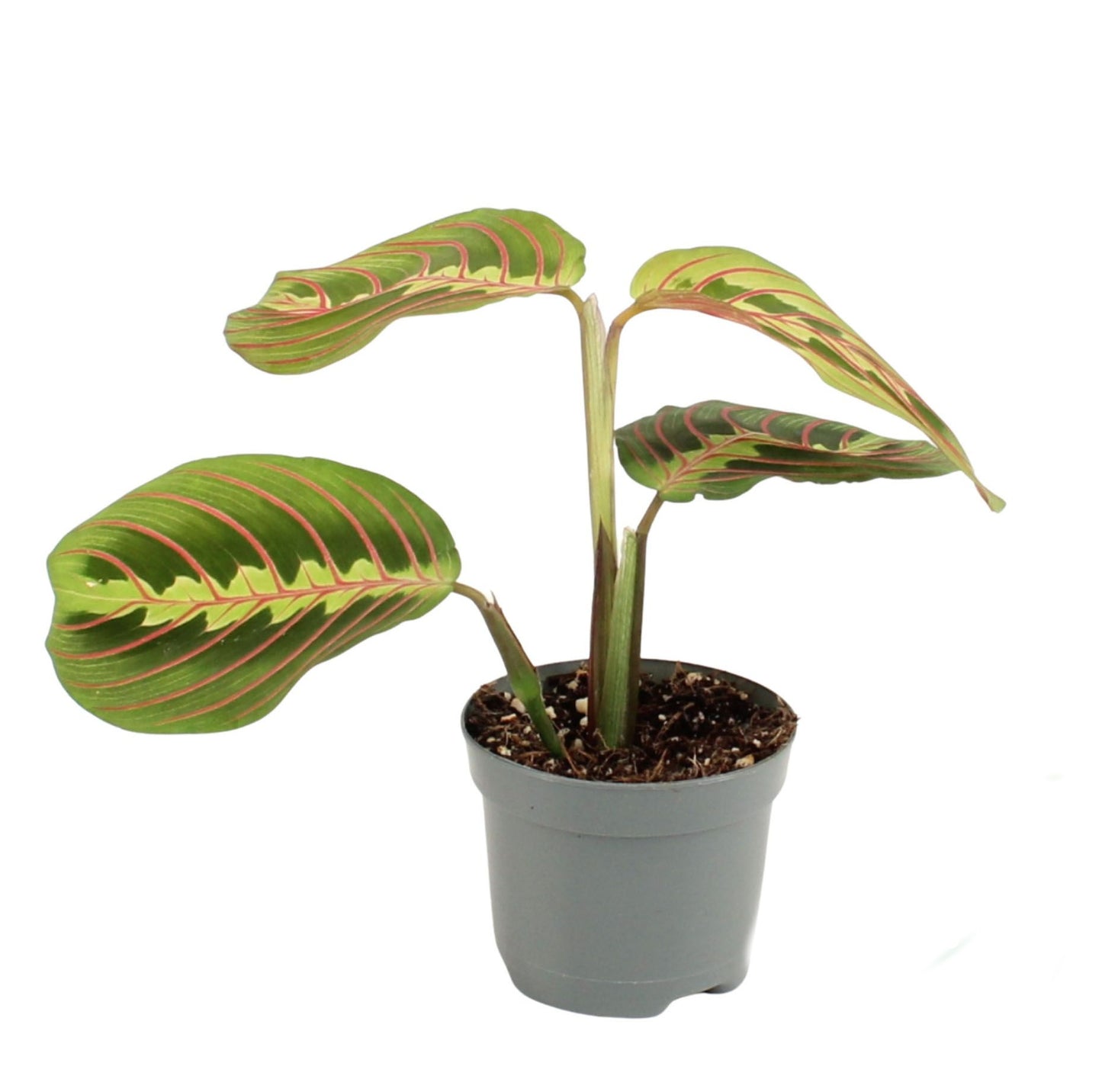 Maranta leuconeura 'Fascinator' 25cm Zimmerpflanze