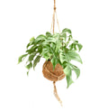 Monstera Minima Kokodama 30cm Zimmerpflanze