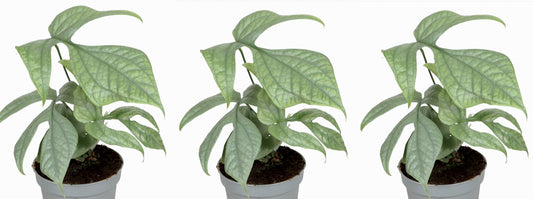 Monstera Amydrium Medium 3er Zimmerpflanze