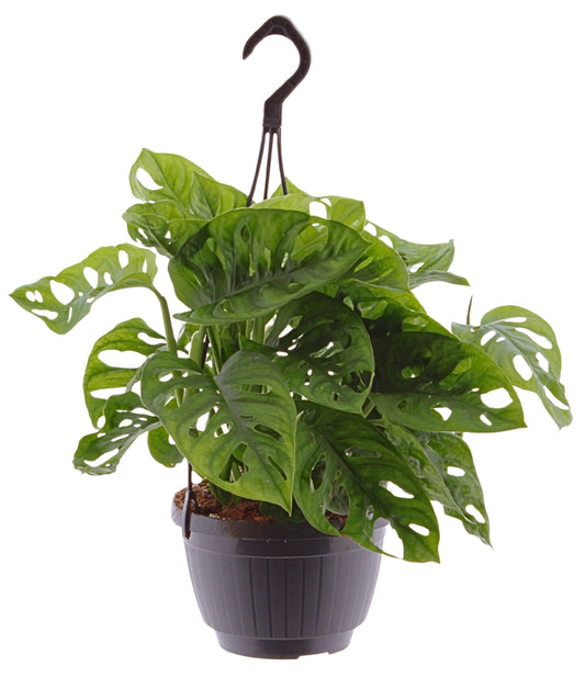 Monstera adansonii Hängeampel 40cm