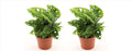 Monstera adansonii 25cm 2er Set Zimmerpflanze