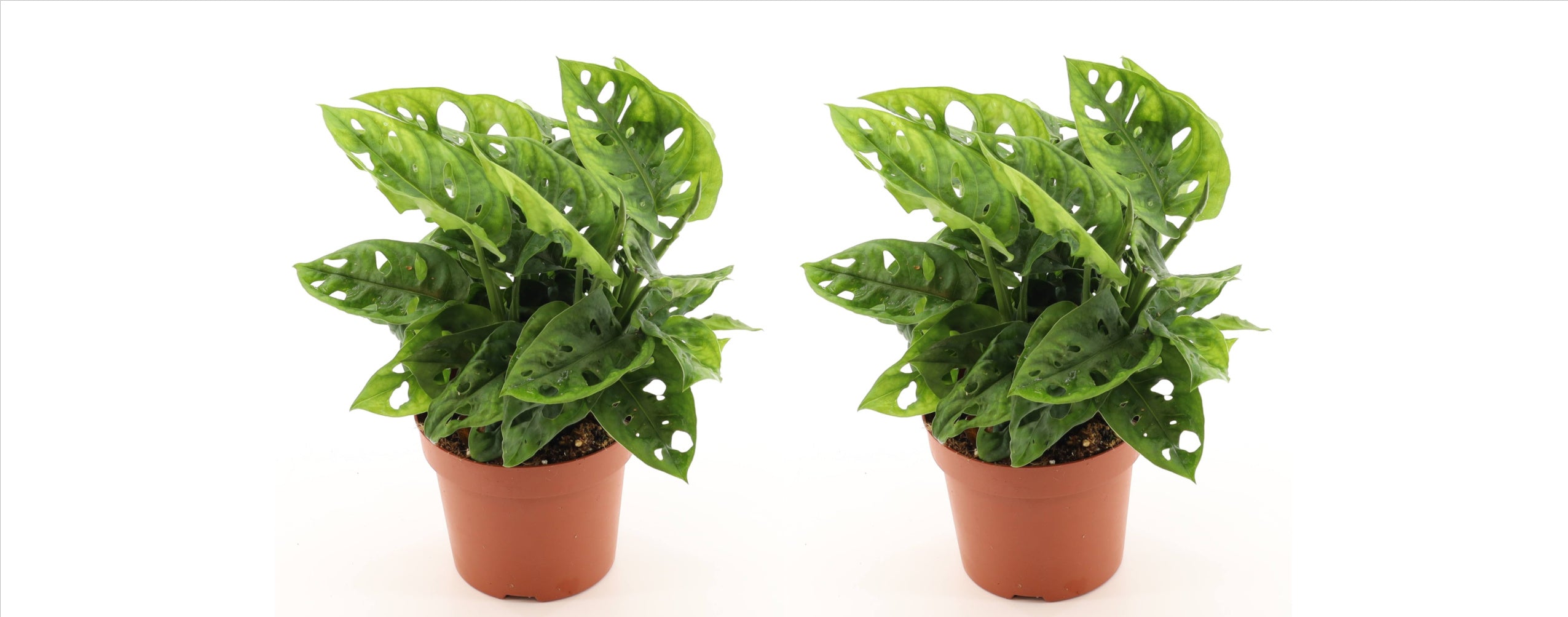Monstera adansonii 25cm 2er Set Zimmerpflanze