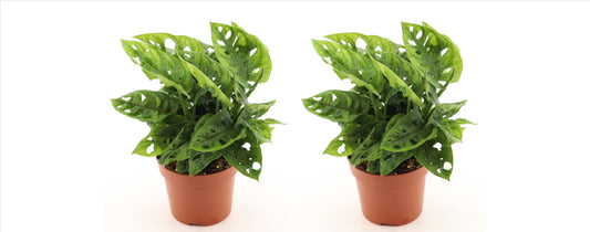 Monstera adansonii 25cm 2er Set Zimmerpflanze