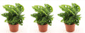 Monstera adansonii 25cm 3er Set Zimmerpflanze