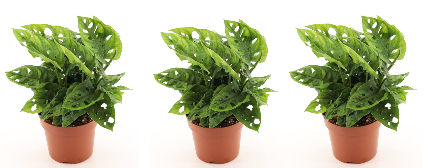 Monstera adansonii 25cm 3er Set Zimmerpflanze