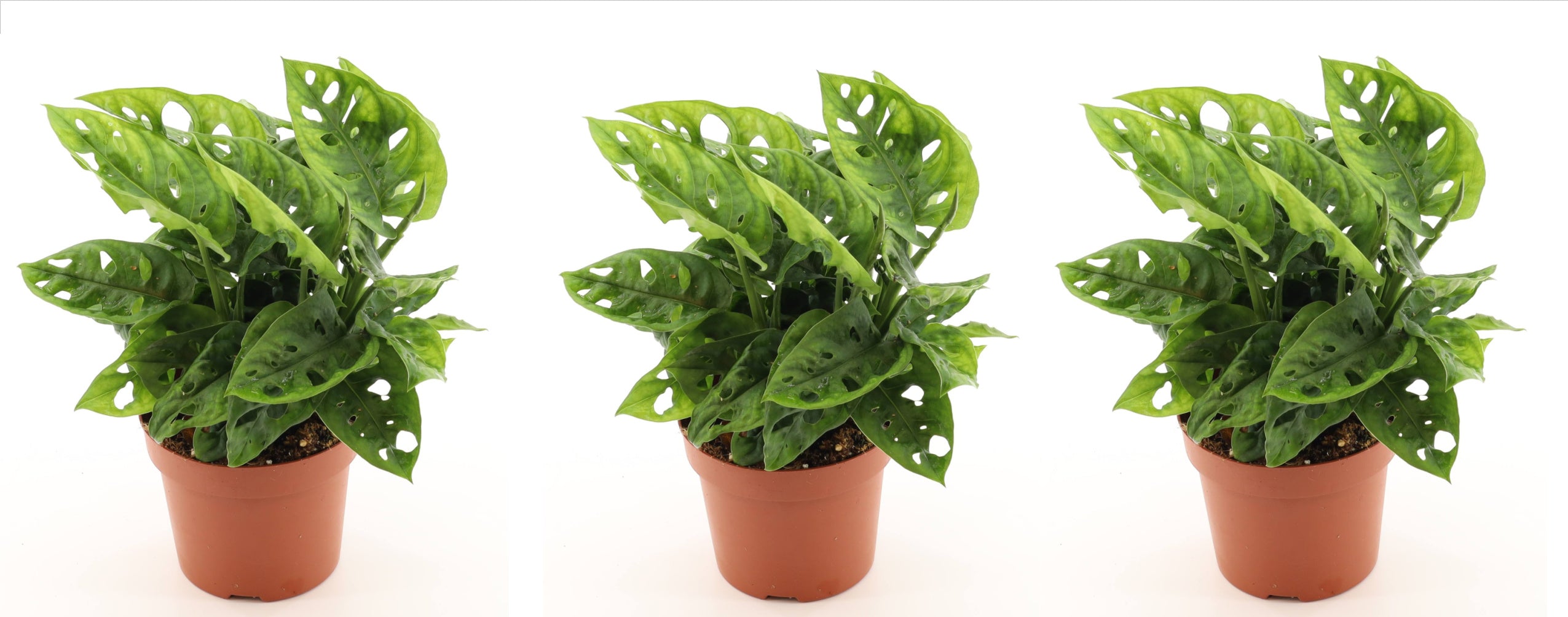 Monstera adansonii 25cm 3er Set Zimmerpflanze