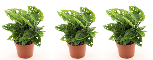 Monstera adansonii 25cm 3er Set Zimmerpflanze