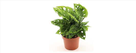 Monstera adansonii 25cm 1er Zimmerpflanze