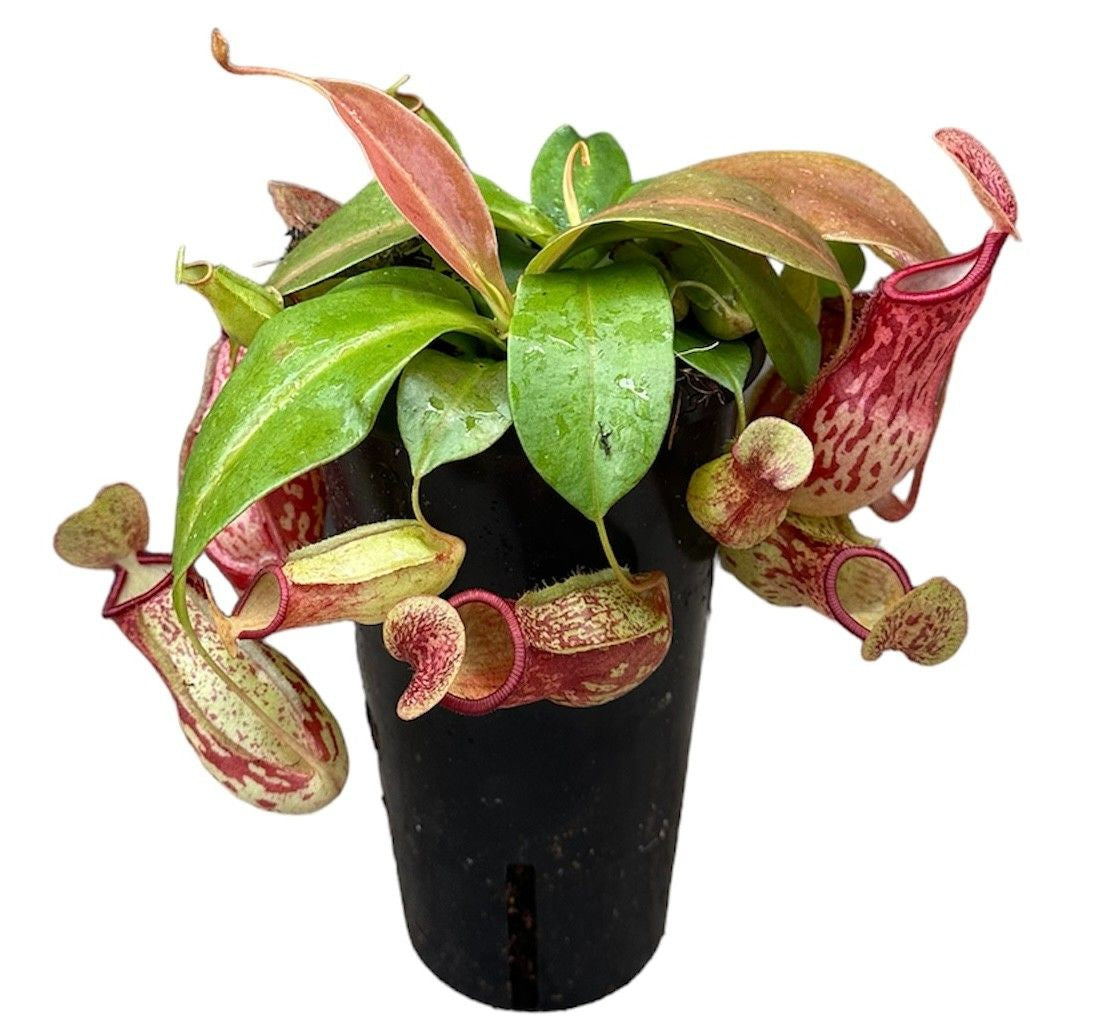 Fleischfressende Pflanze Nepenthes Monkey Jars 45cm