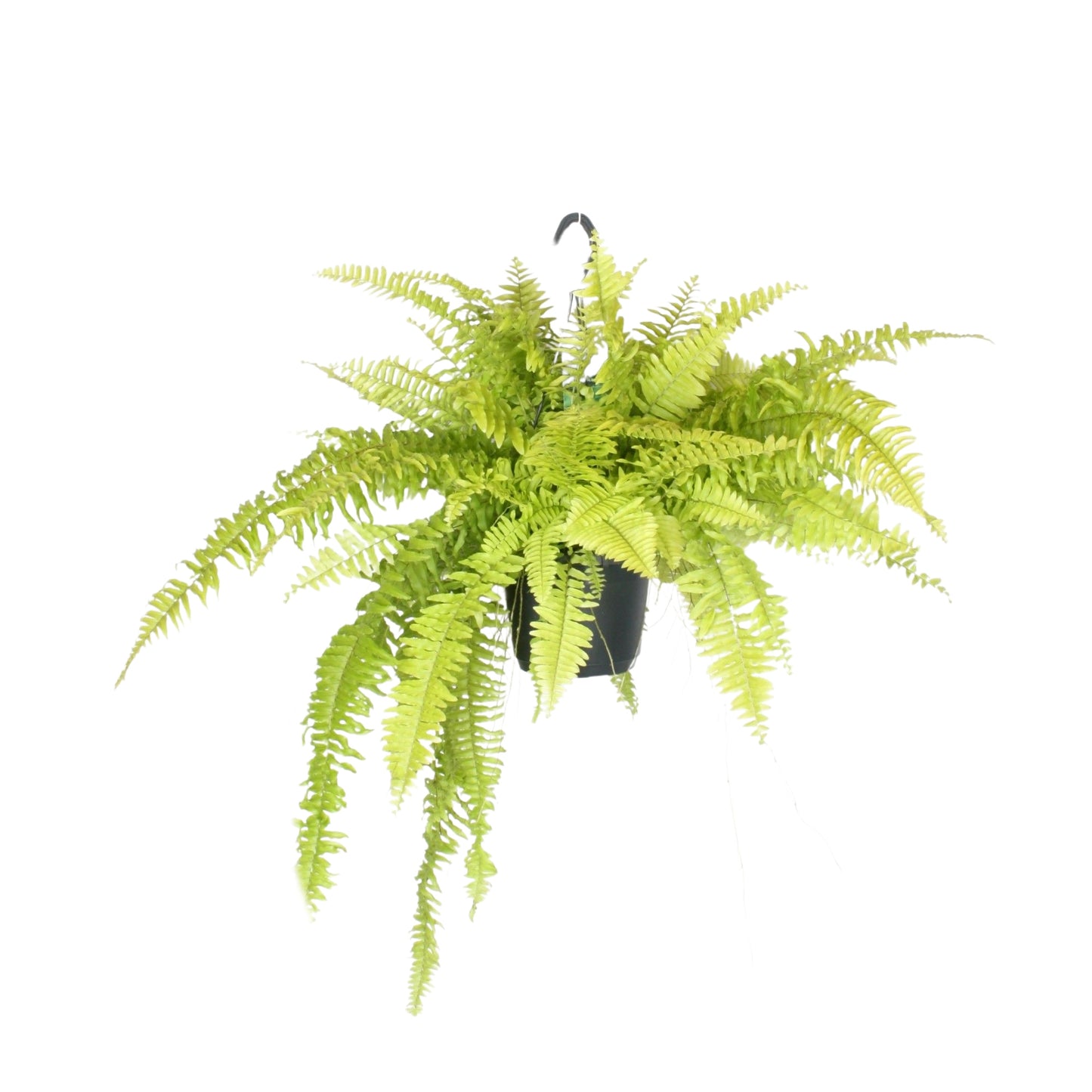 Schwertfarn Nephrolepis exaltata Blonde Hängepflanze 40cm