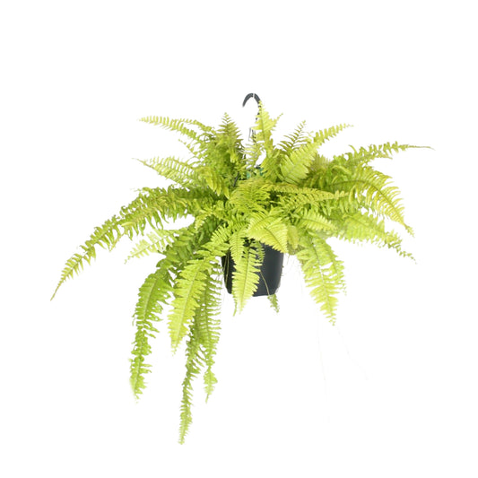 Schwertfarn Nephrolepis exaltata Blonde Hängepflanze 40cm