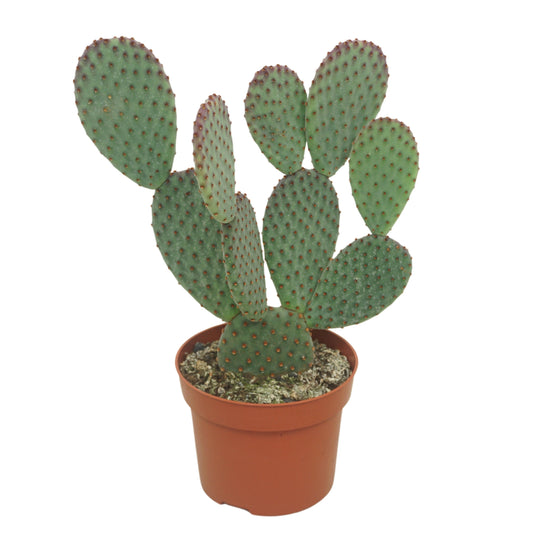 Kaktus Opuntia microdasys 25cm