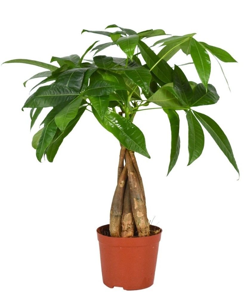 Glückskastanie Pachira 40 cm Zimmerpflanze