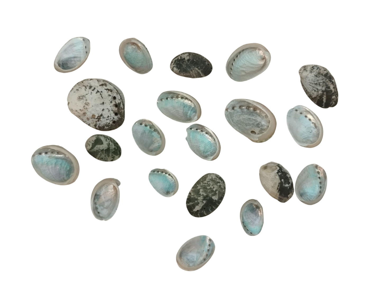 Exotisches Muschelset 20 Stück