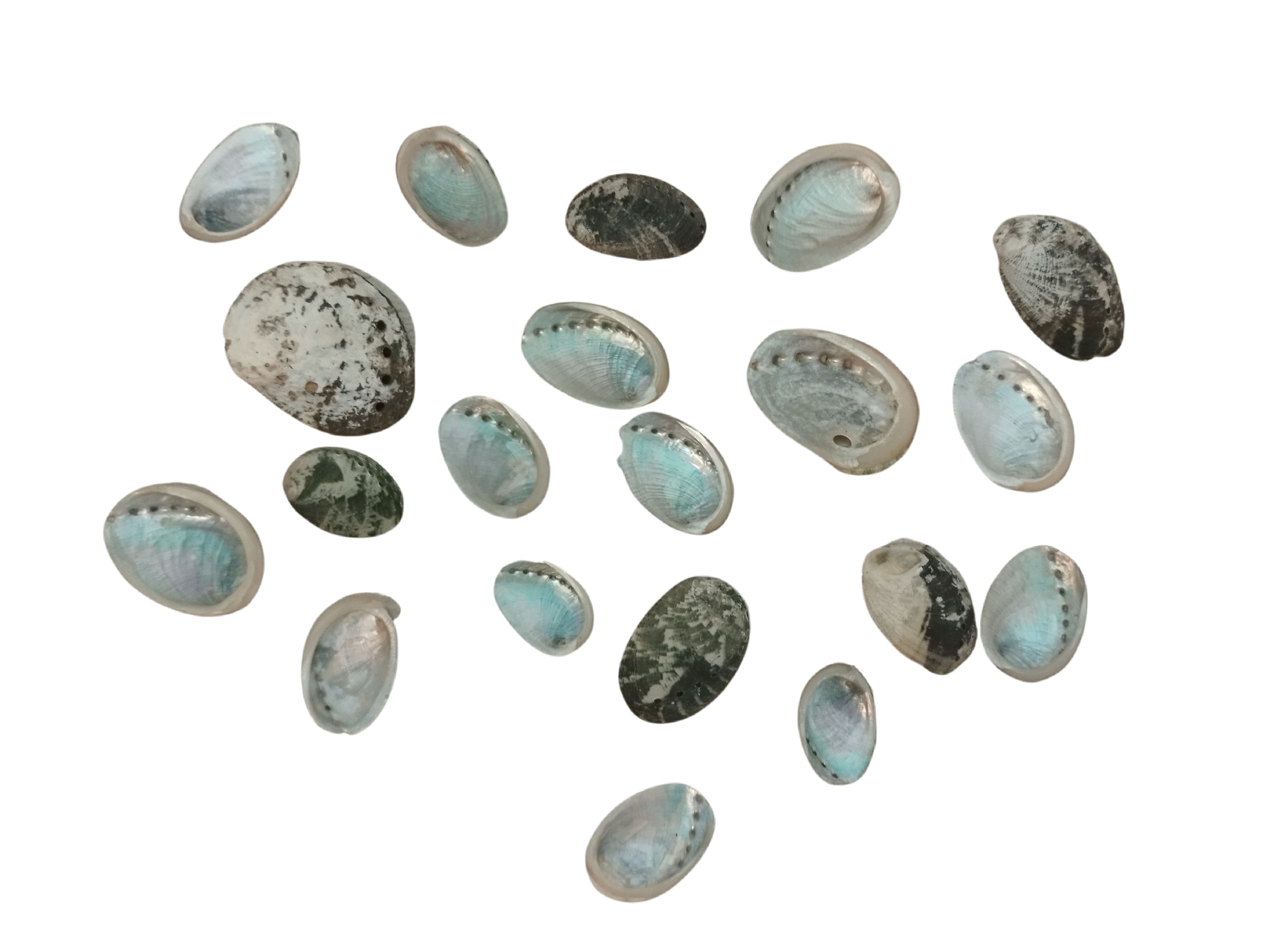 Exotisches Muschelset 20 Stück