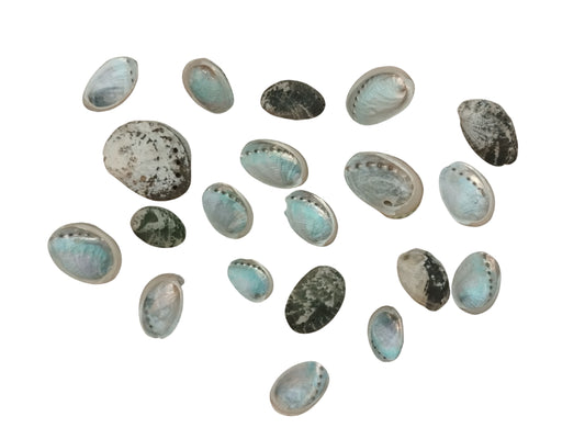 Exotisches Muschelset 20 Stück