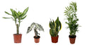 Zimmerpflanzen Set 4er