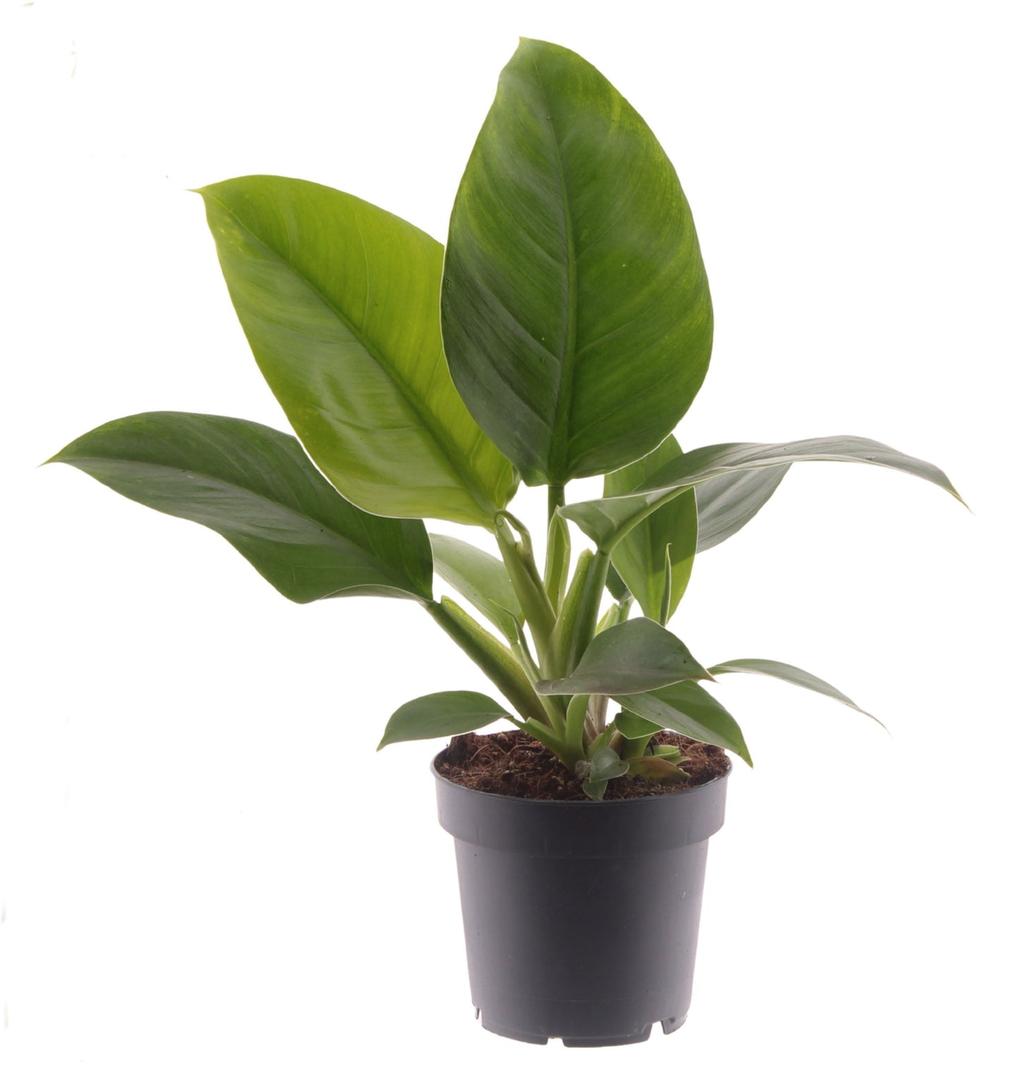 Philodendron Imperial Green 35cm