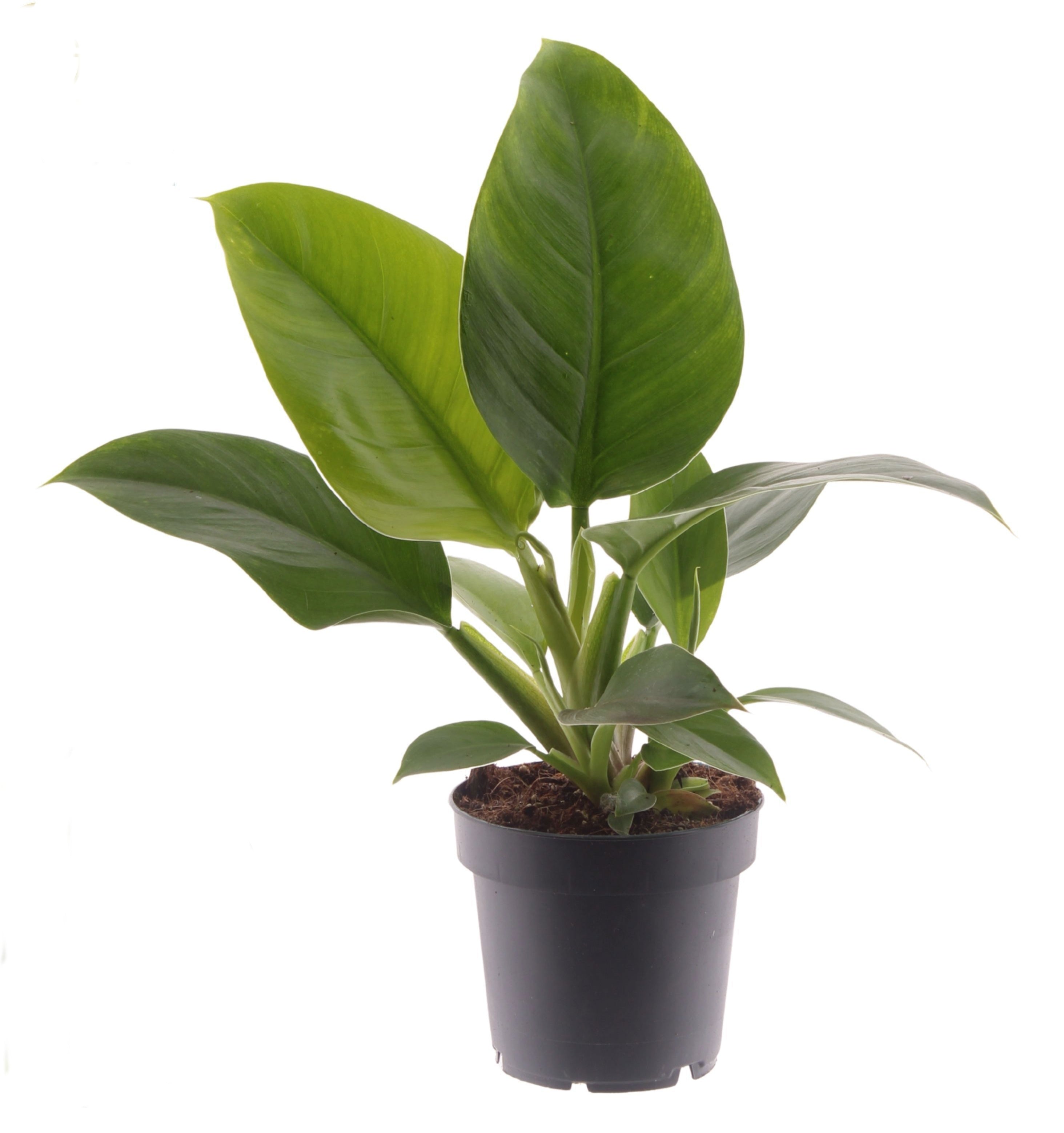 Philodendron Imperial Green 35cm