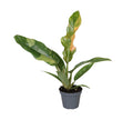 Philodendron Ring of Fire 35cm