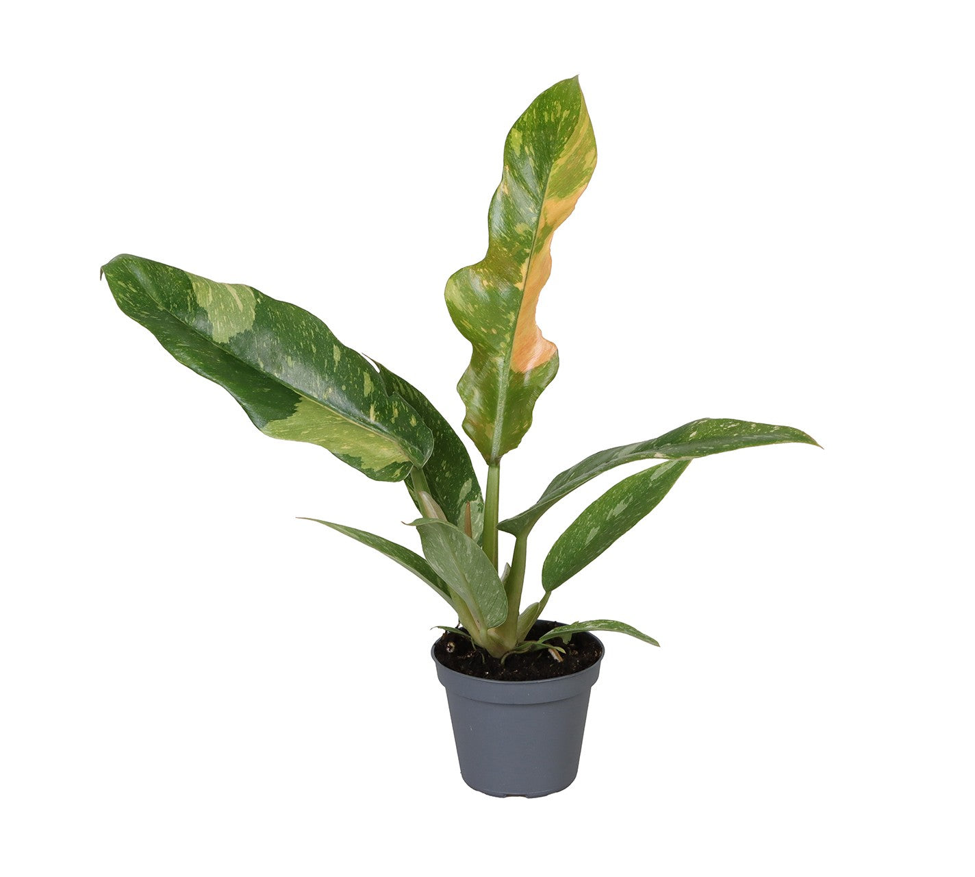 Philodendron Ring of Fire 35cm